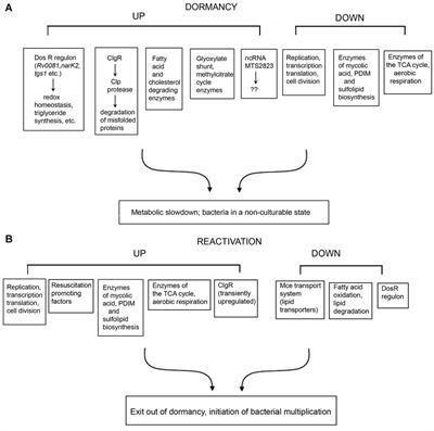 Applications of Transcriptomics and Proteomics for Understanding Dormancy and Resuscitation in Mycobacterium tuberculosis